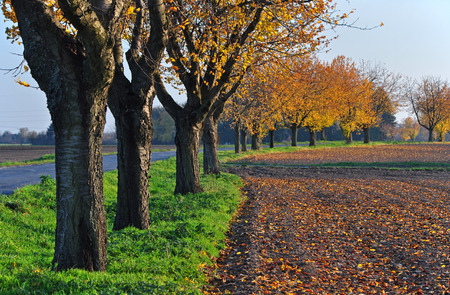Trees at the edge of the field in the afternoon autumn sun.の写真素材