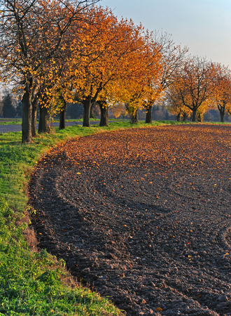Alley of trees on the edge of field in autumn sun.の写真素材