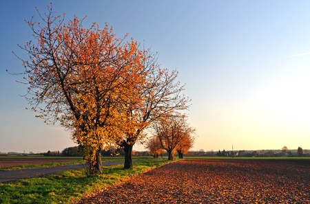 Trees with yellow leaves in the autumn sun, standing beside the road.の写真素材