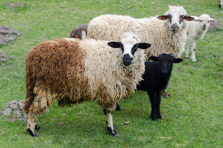 Cute Sheep Familyの写真素材