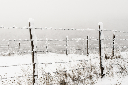 Protective barbed wire fence on a pasture with a snowy backgroundの写真素材