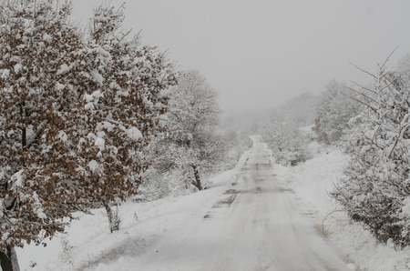 Snowy road though the woodの写真素材