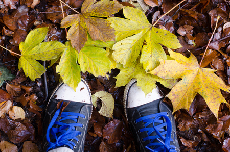 Snakes with autumn leaves in the woodの写真素材