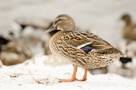 Female Mallard on the snowの写真素材