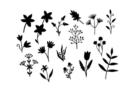 Set of wild field herbs and flowers. The botanical elements are hand-drawn in black ink.のイラスト素材