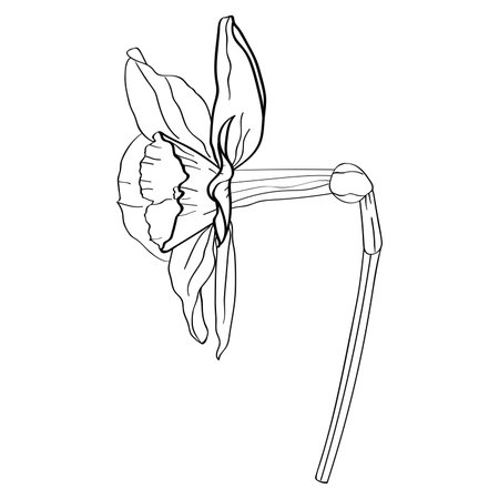 flower narcissus. The botanical element is hand drawn with a black outline on a white background.のイラスト素材