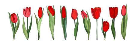 Set of blooming tulips drawn by hands. Collection of spring flowers isolated on white background. Banner, card, horizontal label, botanical elements template. Feminine mood.のイラスト素材