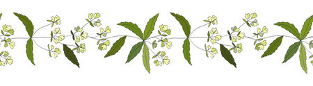 Horizontal seamless border of field meadow medicinal herbs. Flowers and leaves of the madder plant.のイラスト素材