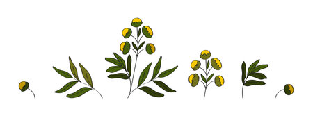 A set of therapeutic plant tansy. botanical elements. Isolated flower, leaf, branch. medical herbs.のイラスト素材