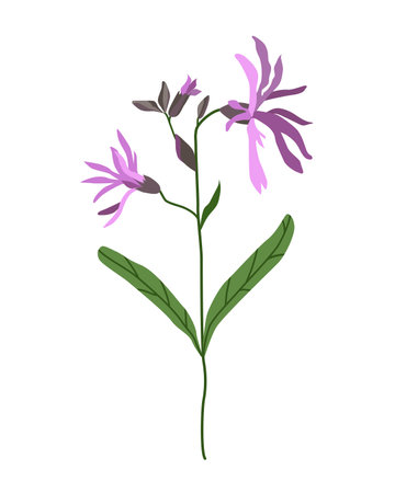 Bouquet of wildflowers. Medicinal herbs are ready for harvesting. The traditional Russian field.のイラスト素材