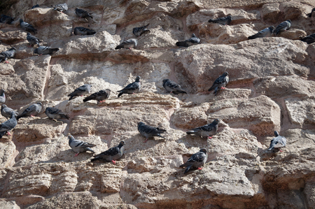 pigeons sitting on a stone for background, text or imageの写真素材