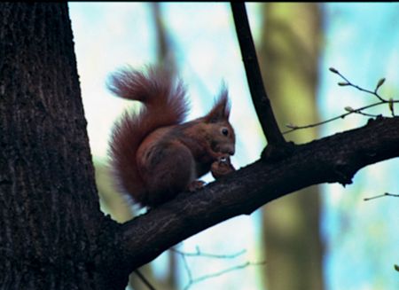 crunchg nut squirrel Italian on branchの写真素材