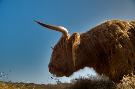 Highland cow against blue skyの写真素材