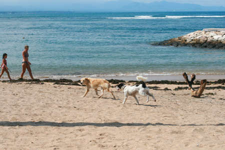 Bali Island, Indonesia - April, 2010. Homeless dogs on the beach. High quality photoのeditorial素材
