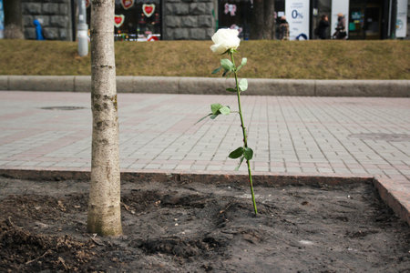 Kyiv, Ukraine - A white rose in memory of killed in Kyiv, Maidan. Ukraine Russia war. High-quality photoのeditorial素材