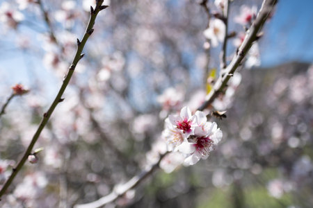 A dreamy close-up of an almond blossom bathed in sunlight, emphasizing softness, warmth, and delicate beauty.の写真素材