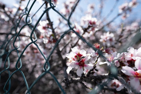 A blooming almond tree growing behind a metal fence, symbolizing both resilience and beauty in an...
