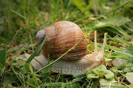 Roman snail at the meadow after spring rainの写真素材