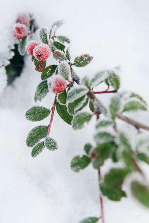Winter holly berries の写真素材