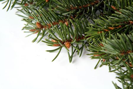  green pine branches frame on a light backgrounsの写真素材