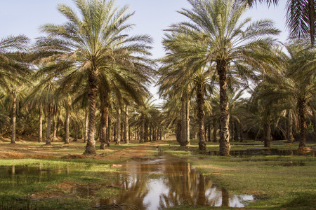 Plantation of the date palm in Ksar Ghilane Desert Oasis, Tunisiaの写真素材