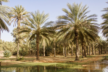 Plantation of the date palm in Ksar Ghilane Desert Oasis, Tunisiaの写真素材