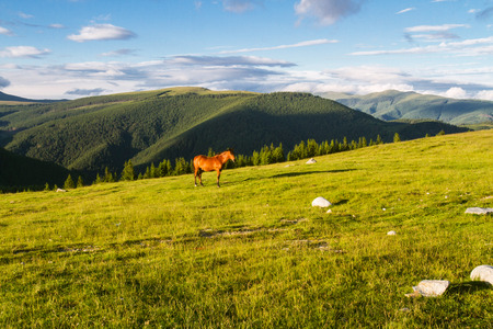 Mountains landscape with horse. The Southern Carpathians -Romagna.の写真素材