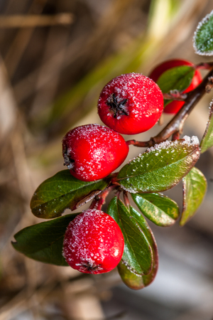 Winter holly berrie. White - frosted red holly berries on a white frostの写真素材