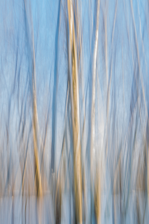 Abstract blurred winter birch trees. Blue, white and yellow striped background.の写真素材