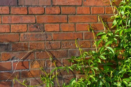 Background. Natural lush green ivy groving on a red brick wallの写真素材