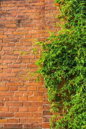 Background. Natural lush green ivy groving on a red brick wallの写真素材