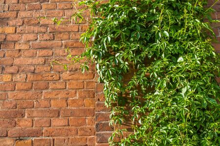 Background. Natural lush green ivy groving on a red brick wallの写真素材