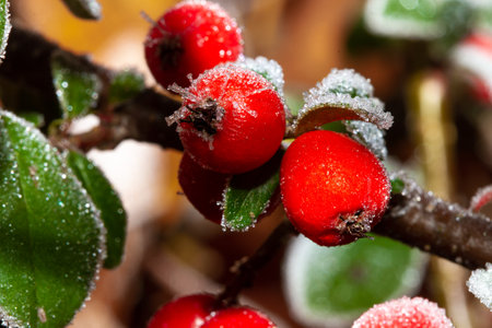 Winter holly berrie. Red holly berries Ilex aquifolium covered with hoar frost,