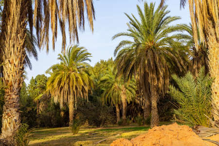 Plantation of the date palm. Date trees (Phoenix) in an oasis near Ksar Ghilane, Sahara, Tunisia, North Africa,の写真素材