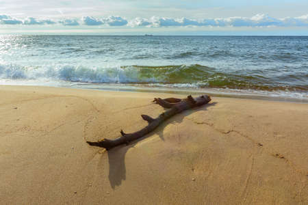 Old tree trunk on the shore of the Baltic Sea. Picturesque driftwood on the sand. Hel, Pomerania, Polandの写真素材