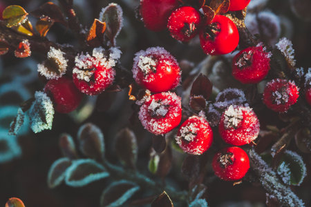 Winter, frosted holly berry. Red berries of common holly. A winter Ilex aquifolium covered in frost.の写真素材