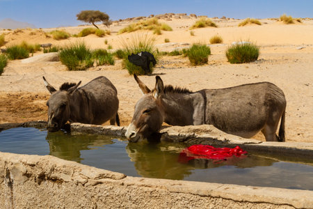 Donkeys drinking water from a stony water trough by the well in the Sahara desert. Tassili N'Ajjer National Park. Illizi, Djanet, Algeria, Africaの写真素材