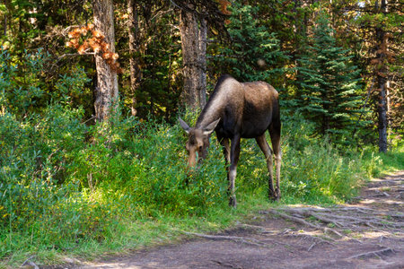 A Moose (Alces alces ) in the forest. Female Moose in its natural habitat. Jasper National Park, Alberta, Canadaの写真素材