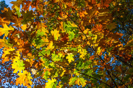 Colorful autumn leaves against a blue sky. Background.