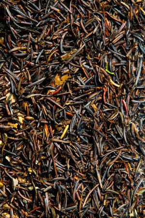 Brown and black background of conifer needles. Close-up. Wet decayed eastern hemlock needles on the ground.の写真素材