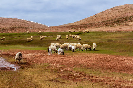 A flock of sheep (ovis aries) grazing on the plains of the Atlas Mountains. High Atlas Mountains,...