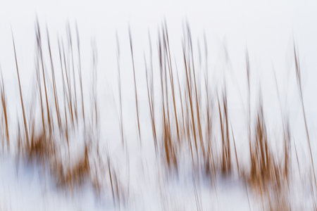 Close-up. A blurred image. Movement. Winter. Smudged reed stalks on a snow. Abstract background. White and brown vertical stripes.の写真素材