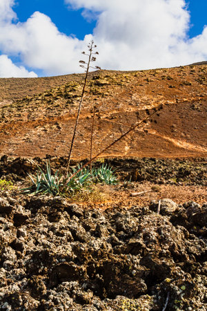 Hiking trail to Caldera Blanca. Agaves (Agave) in the lava field.Los Volcanes Natural Park, Lanzarote, Canary Islands, Spainの写真素材