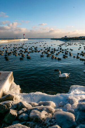 A flock of waterfowl on Lake Ontario in winter Oakville, Ontario, Canadaの写真素材