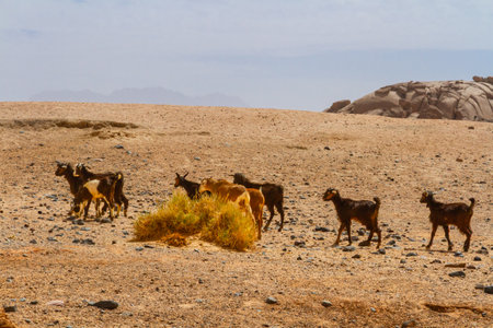A small flock of goats grazing in the desert. Sahara desert. Tassili N'Ajjer National Park. Algeria, Africaの写真素材
