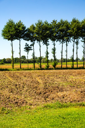 A row of green poplar trees separating farmland. Poland