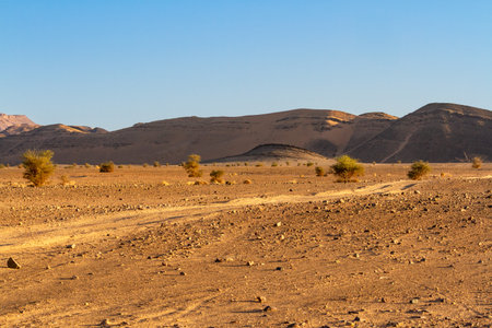 Dirt road with tire tracks. Hamada at golden hour. Ouarzazate Morocco, Africa.