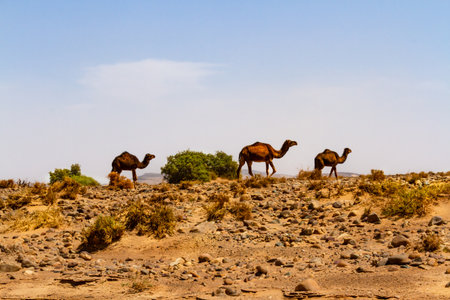 A small oasis in a valley, in the Jbel Saghro mountain range. The view from above. Tinghir Province, Moroccoの写真素材