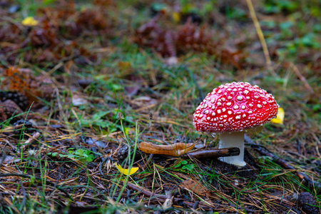 Close-up. Fly agaric (Amanita muscaria) on a rainy morning. Amanita muscaria is the most common...