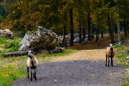 Agriculture and animal husbandry. Improved colored goats grazing in a forest pasture. Krakow-Czestochowa Upland, Poland.の写真素材